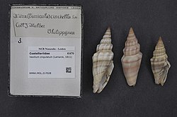 Naturalis Biodiversity Center - RMNH.MOL.217028 - Vexillum cingulatum (Lamarck, 1811) - Costellariidae - Mollusc shell.jpeg