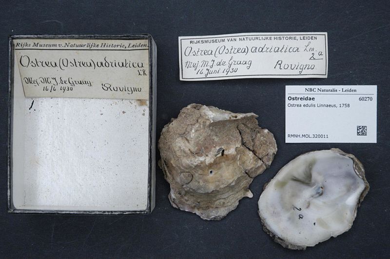 File:Naturalis Biodiversity Center - RMNH.MOL.320011 - Ostrea edulis Linnaeus, 1758 - Ostreidae - Mollusc shell.jpeg