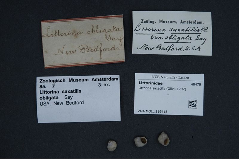 File:Naturalis Biodiversity Center - ZMA.MOLL.319418 - Littorina saxatilis (Olivi, 1792) - Littorinidae - Mollusc shell.jpeg
