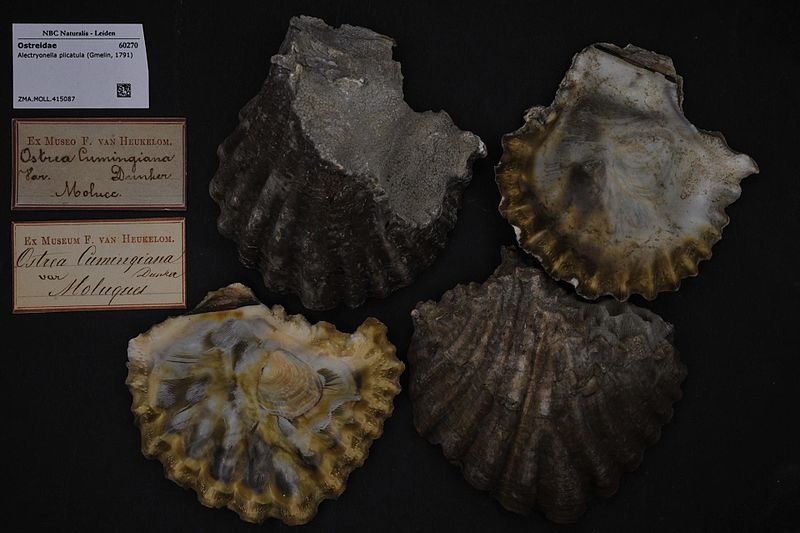 File:Naturalis Biodiversity Center - ZMA.MOLL.415087 - Alectryonella plicatula (Gmelin, 1791) - Ostreidae - Mollusc shell.jpeg