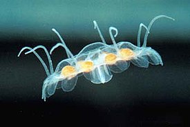 Nausithoe aurea -meduusa