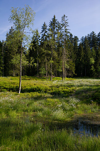 File:Neckertal 20150528-6908.jpg