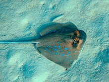 Neotrygon kuhlii, îles Similan, Thaïlande