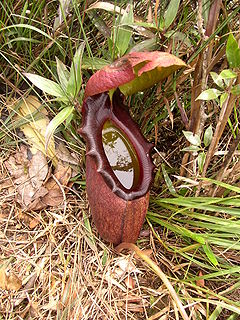 Phytotelma A small water-filled cavity in a terrestrial plant