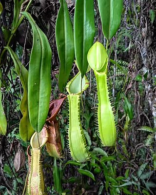 <i>Nepenthes longiptera</i> Tropical pitcher plant endemic to Sumatra in Indonesia