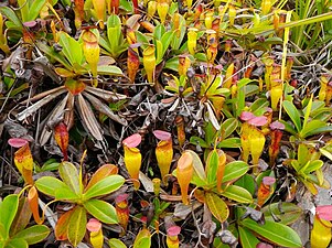 Offshoots bearing mature pitchers