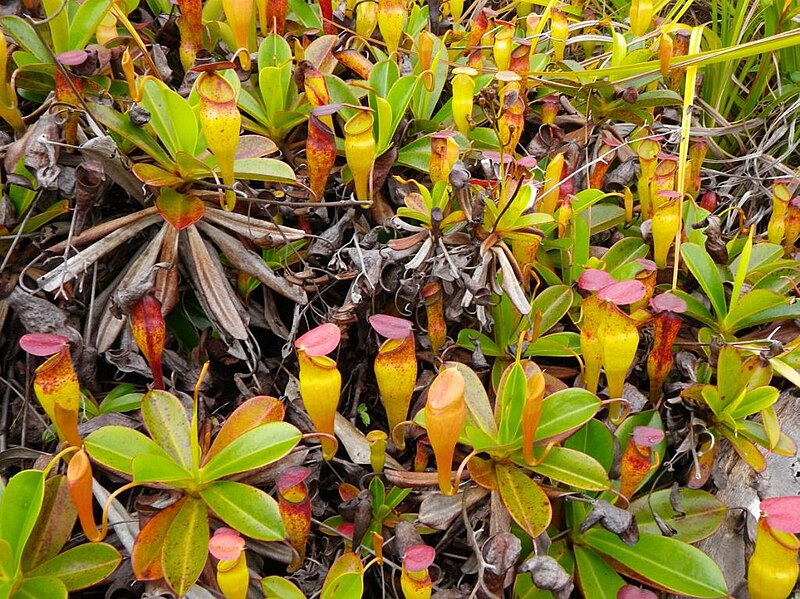 File:Nepenthes pervillei7.jpg