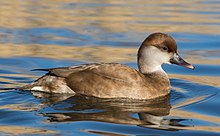 Netta rufina (femelle), London Wetland Centre, UK - Diliff.jpg