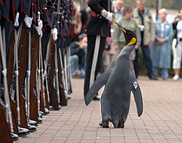 Nils Olav inspects troops of the Norwegian King's Guard, of which he is colonel-in-chief Nils Olav inspects the Kings Guard of Norway after being bestowed with a knighthood at Edinburgh Zoo in Scotland.jpg