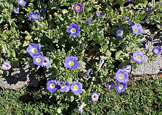 <i>Nolana paradoxa</i> Species of plant in the family Solanaceae