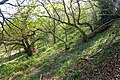 Slope of Oldbury Hill.