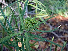 Notelaea lloydii.jpg