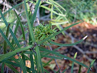 <i>Notelaea lloydii</i> Species of tree