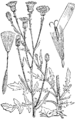 Crepis foetida Smrdljivi dimek plate 439 in: Martin Cilenšek: Naše škodljive rastline Celovec (1892)