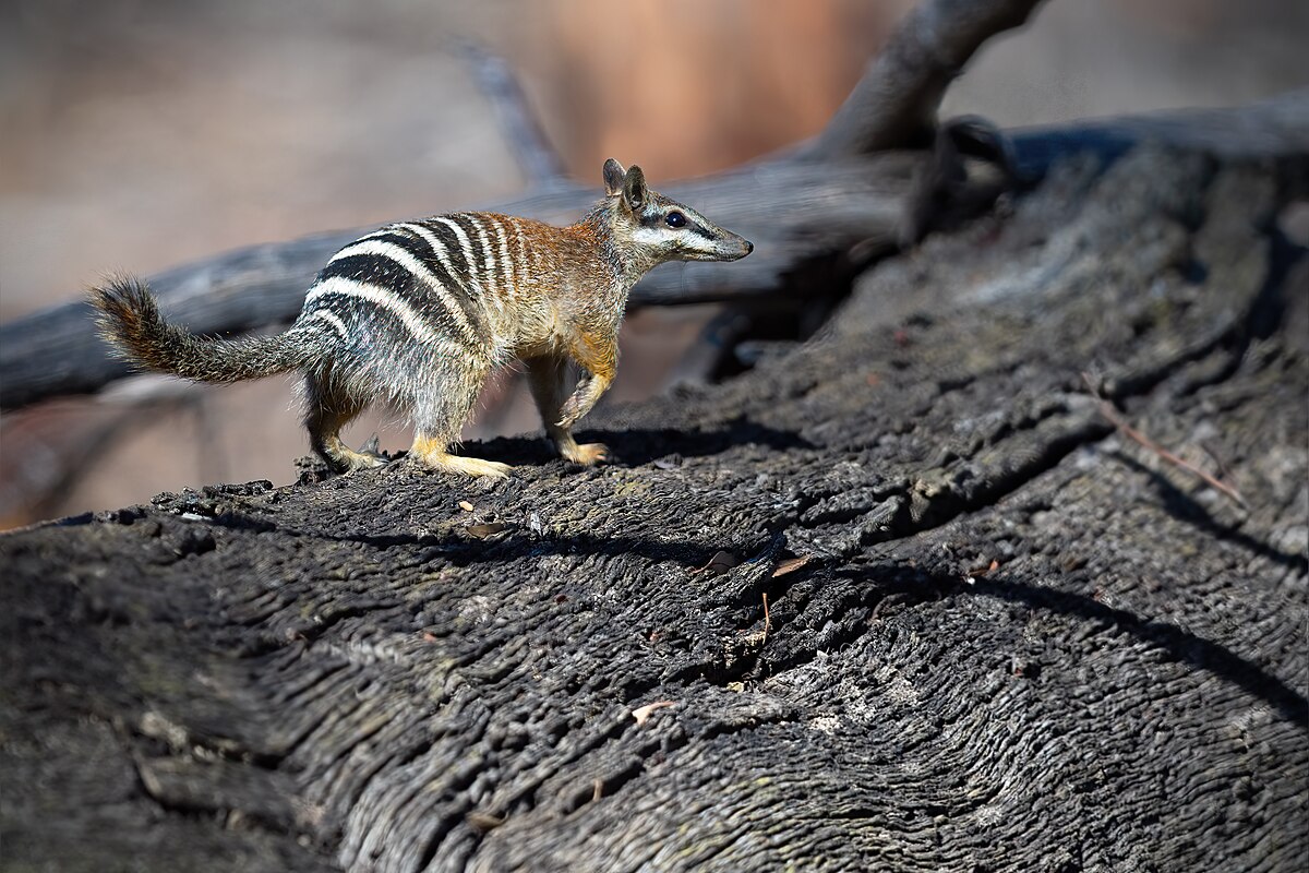 Numbat - Wikipedia