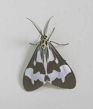 <i>Nyctemera luctuosa</i> Species of moth