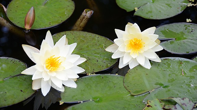 Nymphaeaceae (nymphaea alba), flowers and leaves, habitat south of Lower Austria, garden