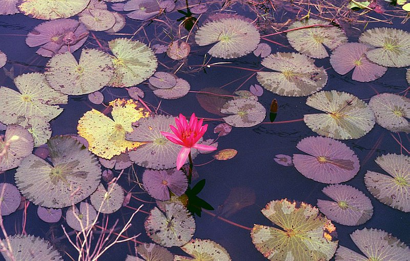 File:Nymphaea rubra.jpg