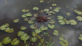 <i>Nymphaea rudgeana</i> Species of water lily