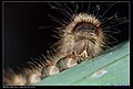Nymphalidae (caterpillar) (6961651919).jpg