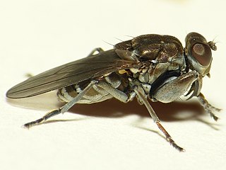 <i>Ochthera mantis</i> Species of insect