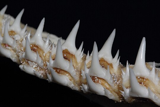 Зубы кошки и зубы акулы. Odontaspis Ferox.