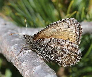 <i>Oeneis norna</i> Species of butterfly