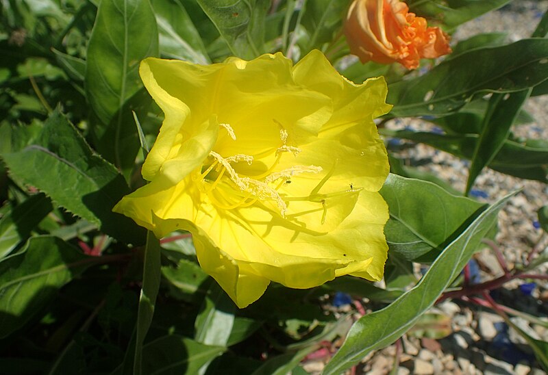 File:Oenothera macrocarpa kz1.jpg