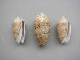 Oliva scripta