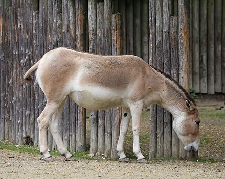 A Persian onager in Augsburg Zoo