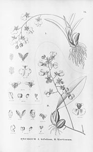 plate 76 Gomesa bifolia (as syn. Oncidium bifolium), Gomesa martiana (as syn. Oncidium martianum)