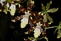 Oncidium maculatum