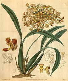 Oncidium pubes (as Oncidium bicornutum)-Curtis 58-3109 (1831).jpg