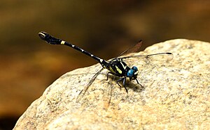 Onychogomphus species.jpg