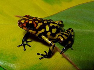 <i>Oophaga anchicayensis</i> Species of poison frog