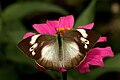 * Nomination Open wing nectaring of Ixias pyrene (Linnaeus, 1764) – Yellow Orange-tip (Female) (by Rahulbiswas29) --Atudu 13:48, 2 May 2020 (UTC) * Promotion  Support Good quality. --Zcebeci 18:07, 2 May 2020 (UTC)