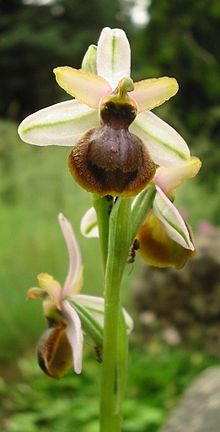 Ophrys sphegodes subsp. aveyronensis : Sud de la France et Nord de l'Espagne