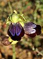 Ophrys iricolor Griechenland 456.jpg