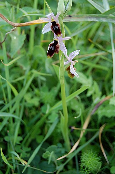 File:Ophrys lunulata zingaro 121.jpg