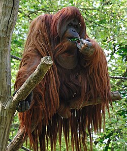 Orangutan -Zoologischer Garten Berlin-8a.jpg