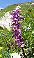 Orchis mascula subsp. speciosa Germany - Allgäuer Alpen