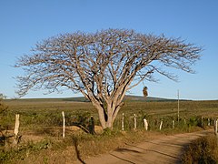 Orelha-de-Negro - panoramio.jpg