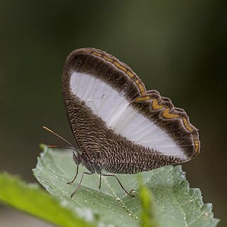 <i>Oressinoma</i> Genus of brush-footed butterflies