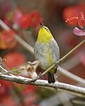 Thumbnail for Sangkar white-eye