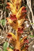 Orobanche gracilis