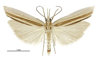 <i>Orocrambus angustipennis</i> Species of moth