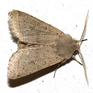 Orthosia.cerasi.7105.jpg