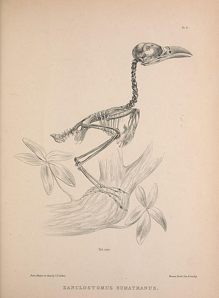 File:Osteologia avium, or, A sketch of the osteology of birds (PL. 6) (8536140801).jpg