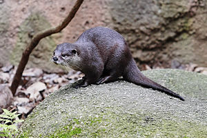 Otter - melbourne zoo.jpg