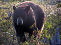 Ours noir au lever de soleil.